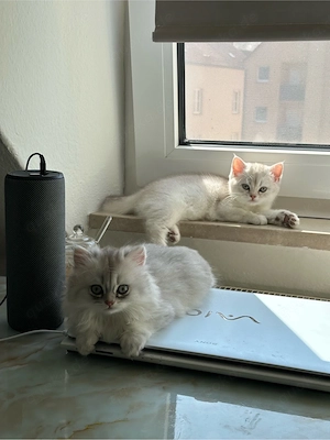    Zwei Britisch-Chinchilla-Kätzchen suchen ihre Familie