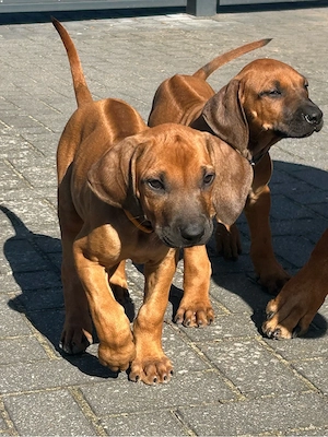 Rhodesian Ridgeback Welpen