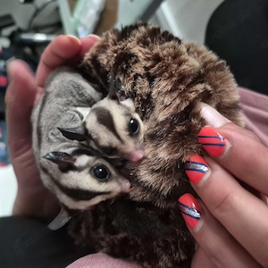 Sugar Glider Jungtiere m w 