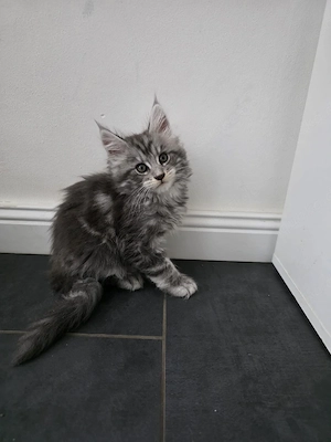 Maine coon kitten 