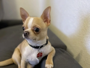 Chihuahua Rüde 3,5 Jahre sucht neues zuhause