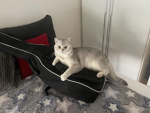 Schöner Deckkater, ab 12 Monaten 