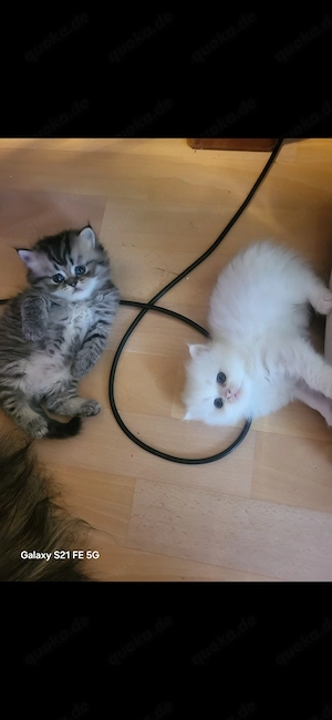 6 Süsse Reinrassige Perserkitten sucht einen neues Zuhause 