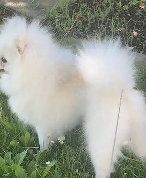 pomeranian rüde