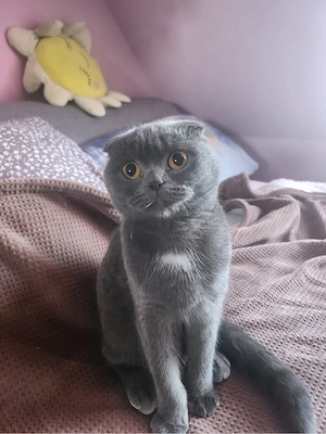 Katze sucht liebevolles Zuhause