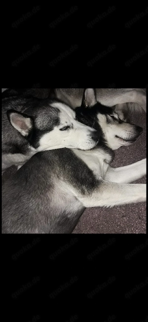verkaufe 2 huskys