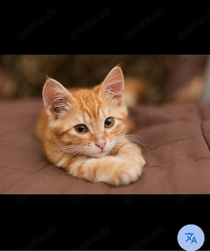 Suche roten Kater Kitten
