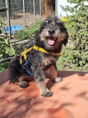 Jimi -ein kleiner Welpe sucht sein Zuhause  Bild 3
