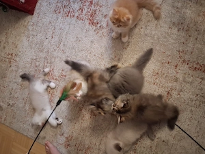 Perser Kitten