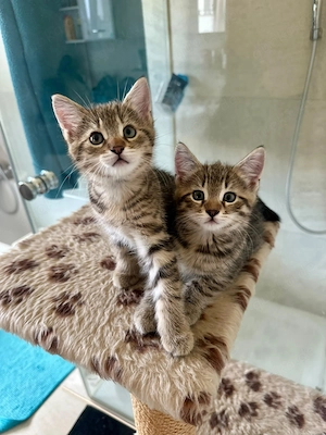 Maine coon mix Katerchen in gute Hände abzugeben 