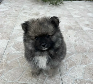 Pomeranian Spitz Welpe