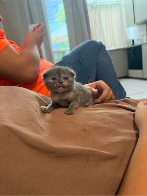 BKH kitten