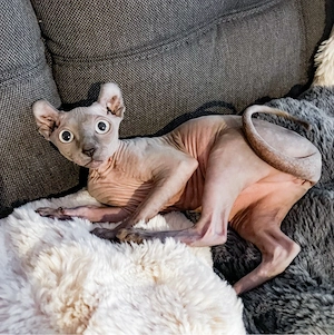 Elf Sphynx 