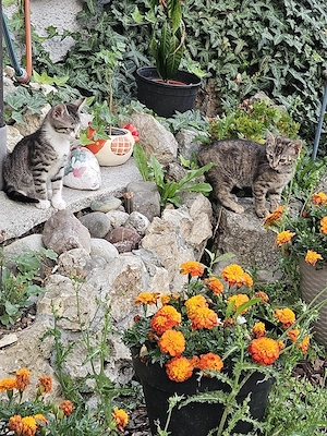 noch 1freies Pfingstkätzchen weibchen suchen 