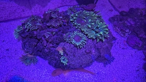 Meerwasser Aquarium Korallen Crassa Anemone