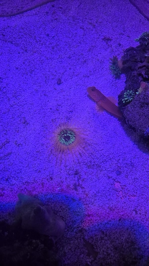Meerwasser Aquarium Korallen Zylinderrose 