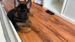 Deutsche Schäferhund 