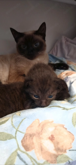 Siam-Mix Kitten suchen Zuhause ab 8. Woche