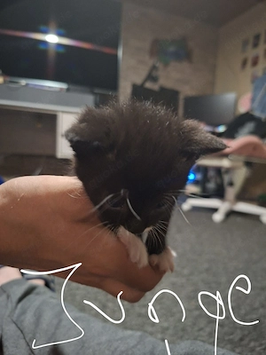 babykatzen 