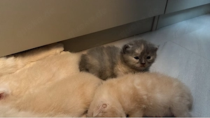 Bkh kitten