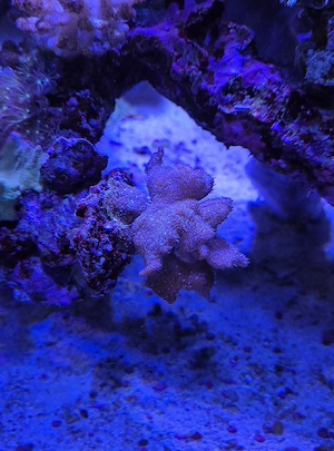Meerwasser Aquarium Korallen Pavona Decussata