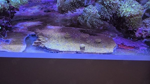 Meerwasser Aquarium Korallen LPS Sps Montipora Rainbow 