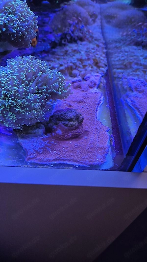 Meerwasser Aquarium Korallen LPS sps Montipora Superman