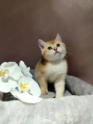 BKH Kitten Reinrassige. Sofort Abgabe.