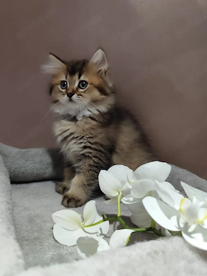 BKH Kitten Reinrassige. Sofort Abgabe.