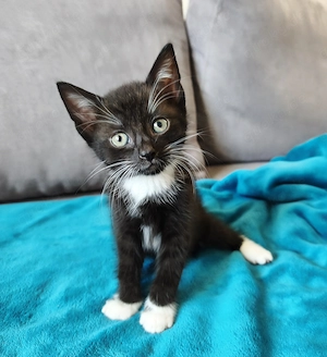 Kitten Hauskatze Hofkatze Kater