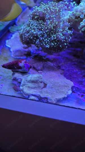 Meerwasser Aquarium Korallen LPS sps Montipora 