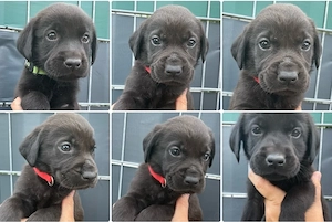 labrador welpen m & w reinrassig 