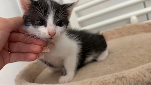 Verkaufe babykatzen