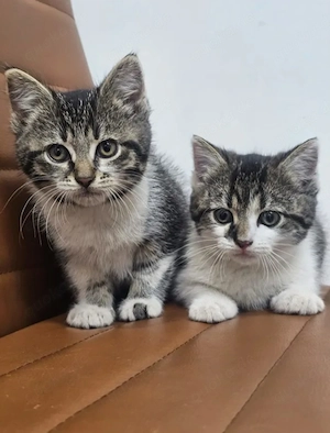 Suki & Suri Verspielte Geschwister suchen spannende Familie