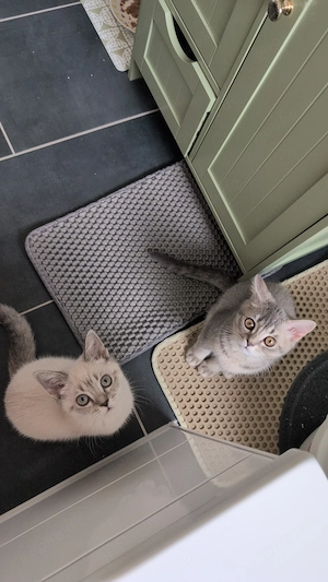 2 BKH Kitten Schwestern 
