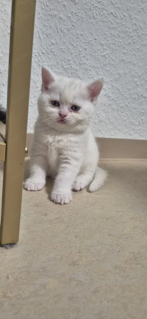 süße kleine kitten suchen bald ihr Für-immer-Zuhause    