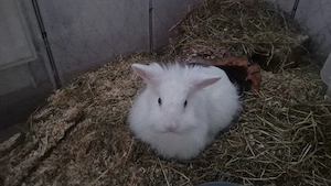Zwergkaninchen Mädels 