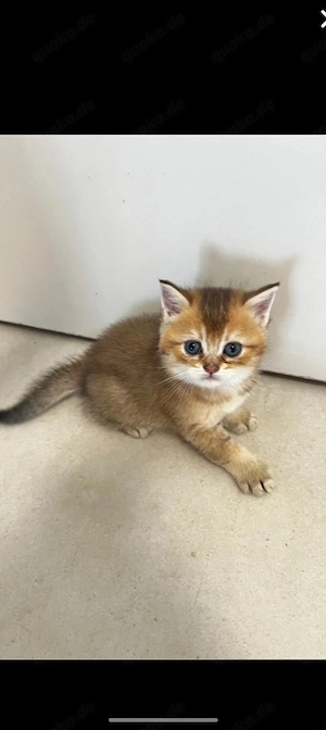 BKH Katerchen golden Schaded ohne Stammbaum 