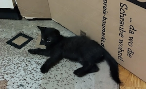 Süßer Kater aus Wildgeburt in liebevolle Hände abzugeben! 