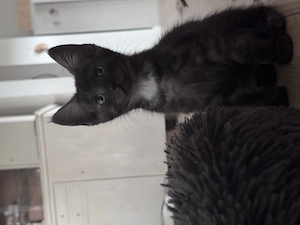 Maine Coon Mix Kitten