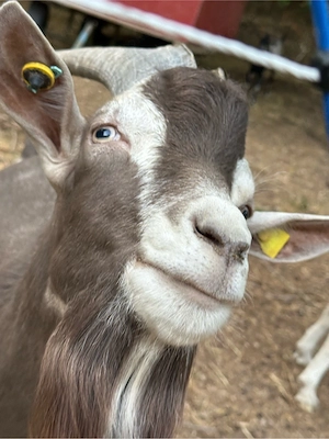 Thüringer Waldziegenbock Bild 5