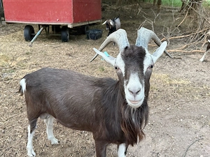 Thüringer Waldziegenbock
