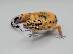 Leopardgecko 1.0 Clown USA Linie 