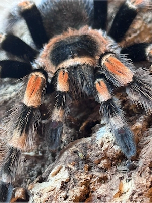 P. insignius Columbia 0.1 & B. Hamorii 0.1