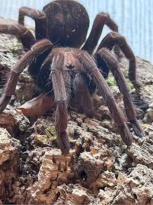 P. insignius Columbia 0.1 & B. Hamorii 0.1
