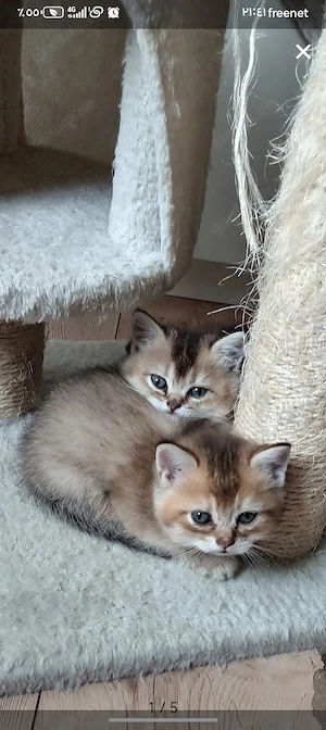 BKH Kitten Katerchen Black golden shaded 