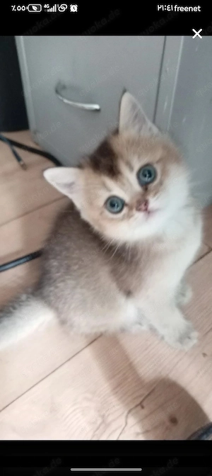 BKH Kitten Katerchen Black golden shaded ohne Stammbaum