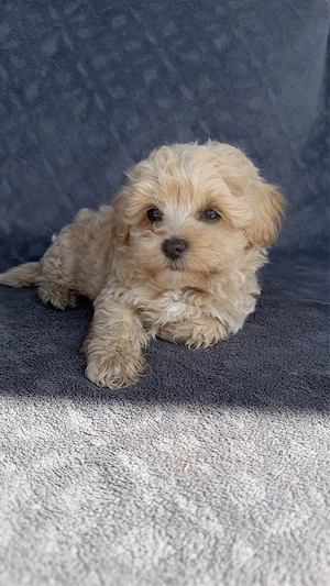 MINI Maltipoo Welpe Rüde abgabebereit!