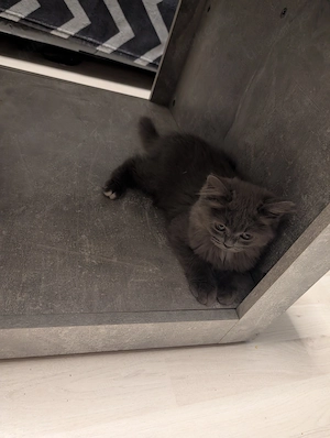 Britisch Langhaar Kater sucht ein schönes Zuhause 