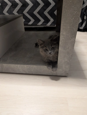 Britisch Langhaar Kater sucht ein schönes Zuhause 